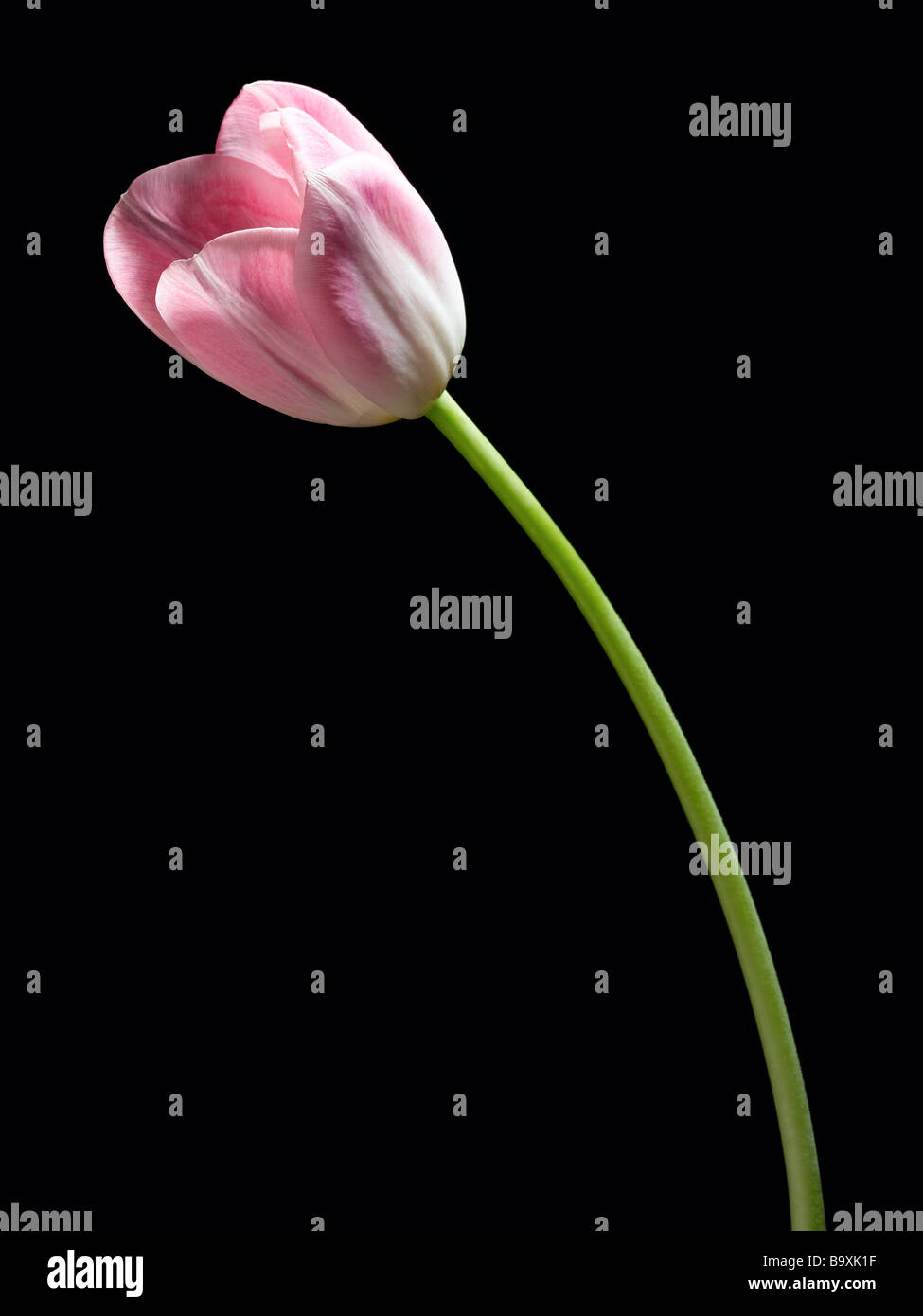 tulip Stock Photo