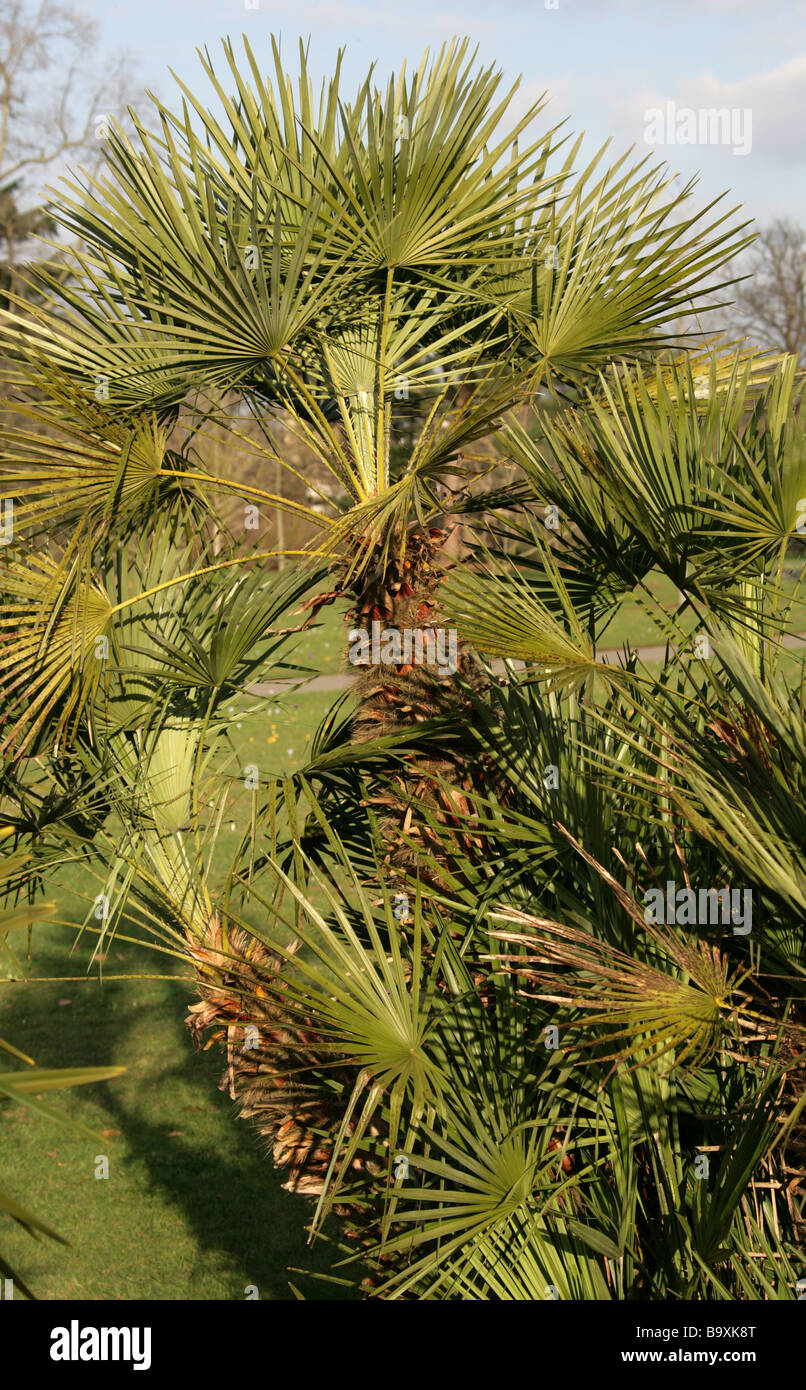 Chusan Palm aka Windmill Palm or Chinese Windmill Palm, Trachycarpus fortunei, Arecaceae, China Stock Photo