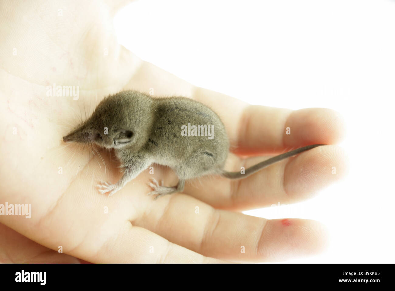 Shrew mouse deals