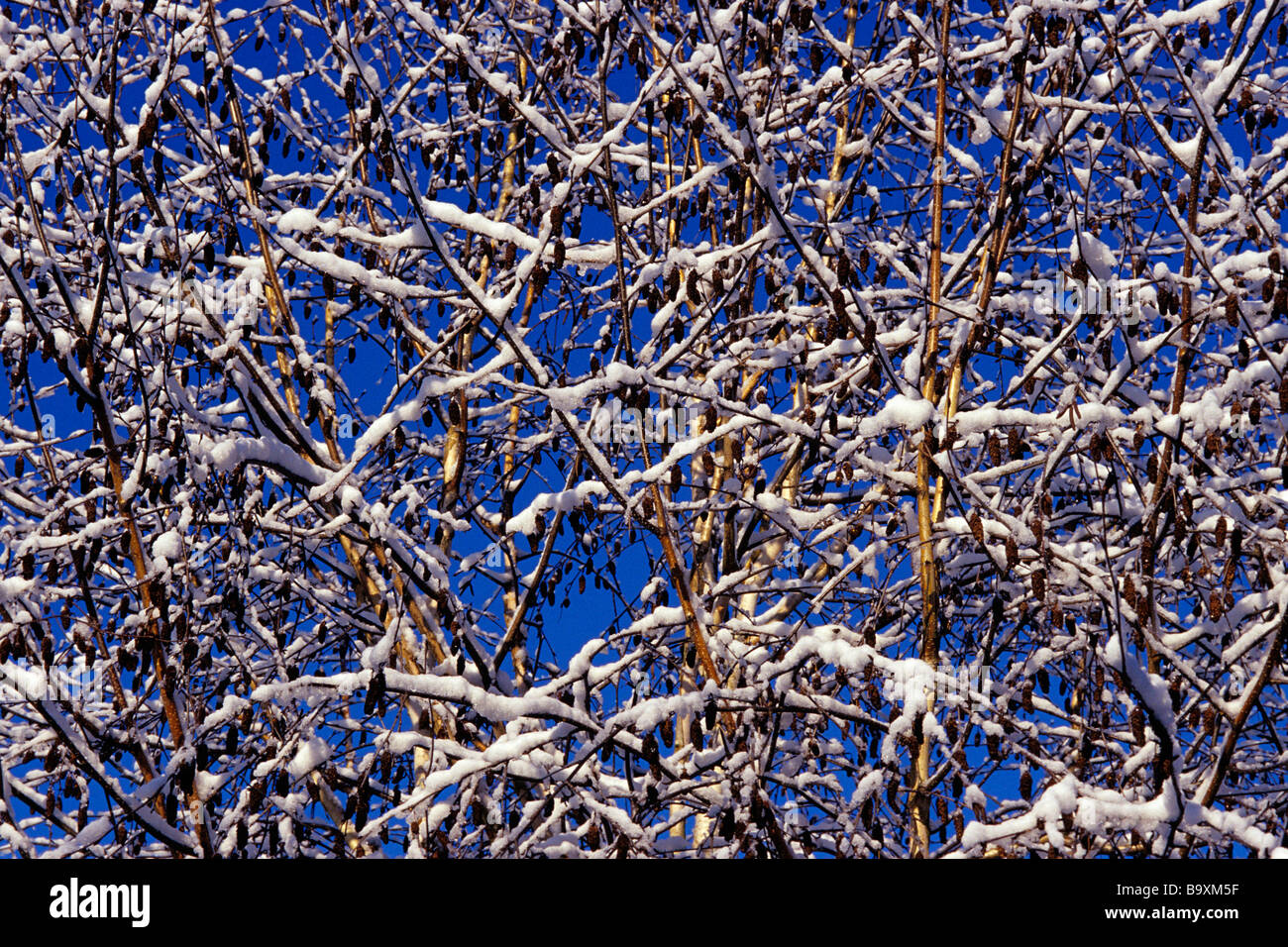 Birch tree with branches covered in snow with blue sky Stock Photo - Alamy