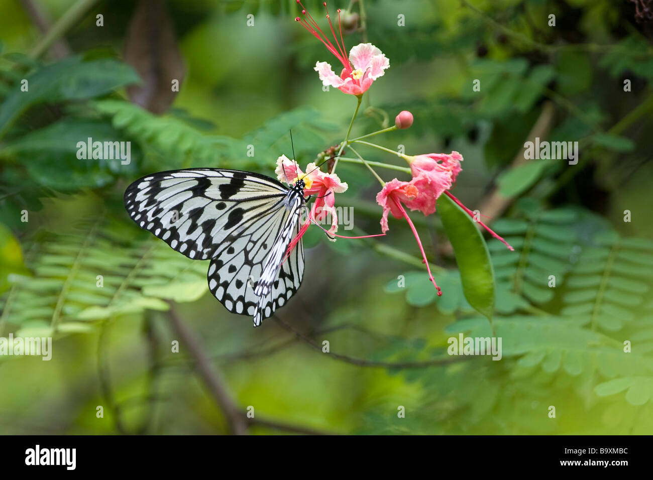 Singapore butterfly park hi-res stock photography and images - Alamy
