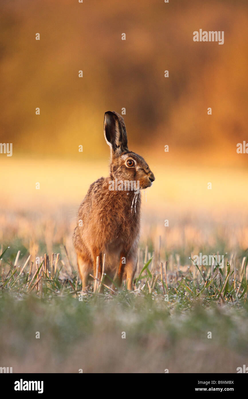 brown hare lepus europaeus sitting alert in a field on a frosty morning with frozen whiskers Stock Photo