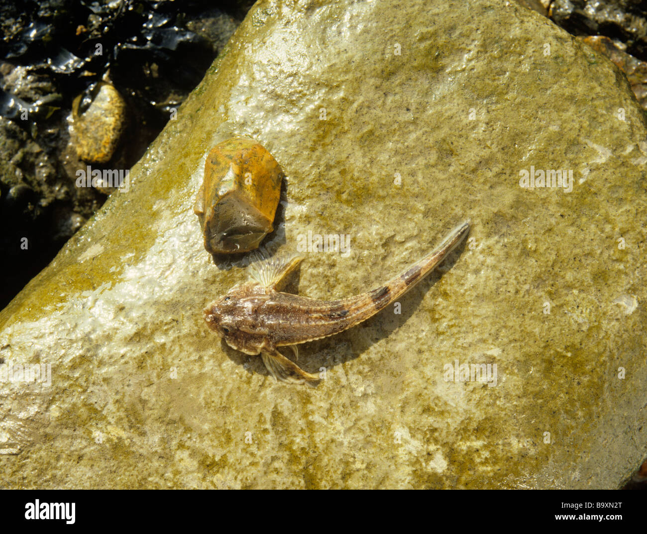 Bullhead Cottus gobio, from the estuary of the river Thames at West Thurrock. Photographed 26 October Stock Photo