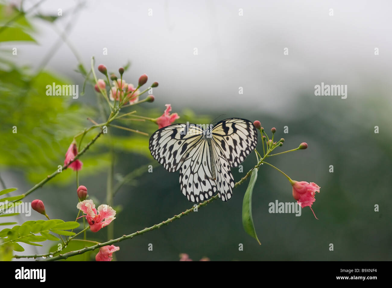 Singapore butterfly park hi-res stock photography and images - Alamy