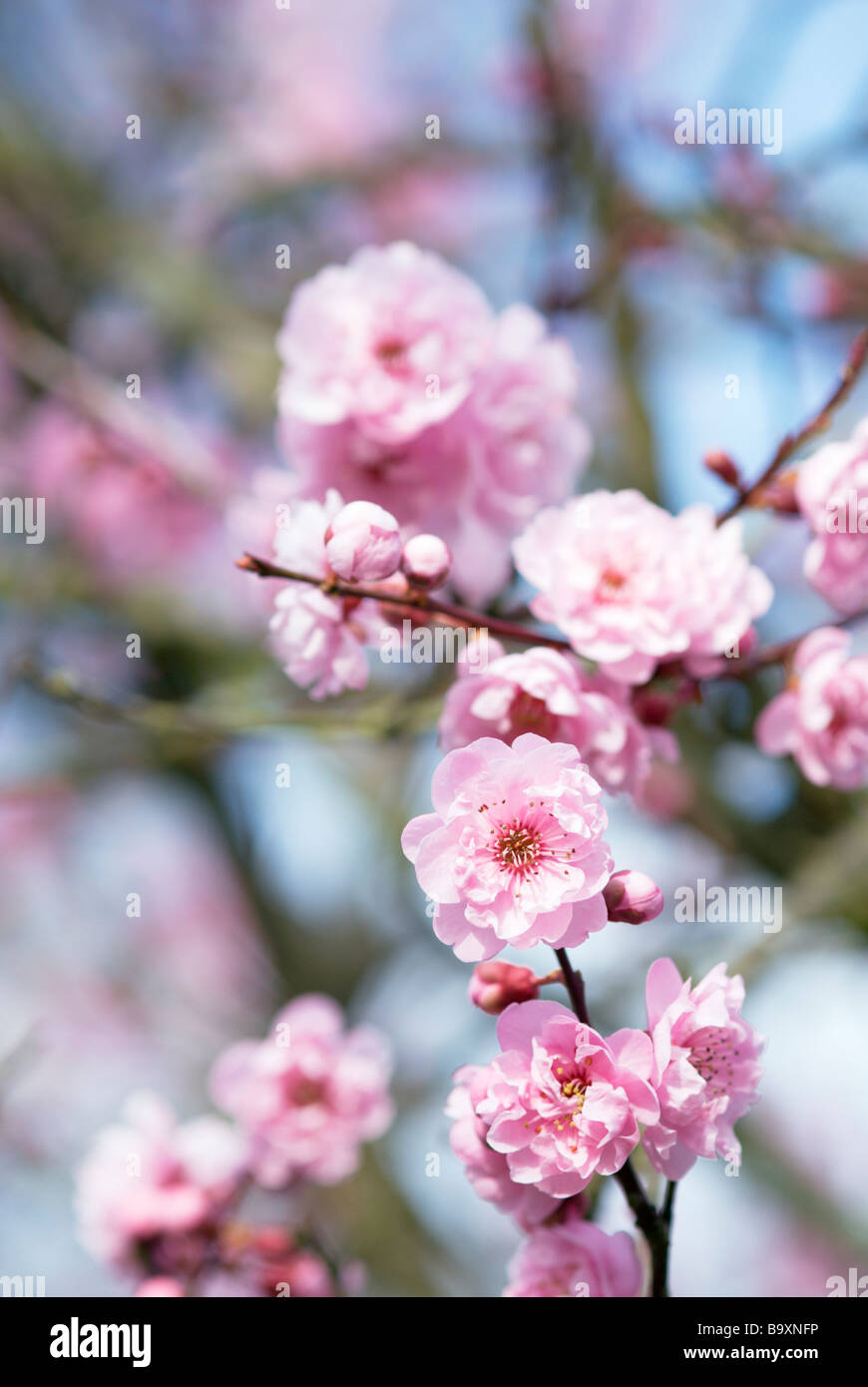 Pink Cherry Blossom Stock Photo Alamy