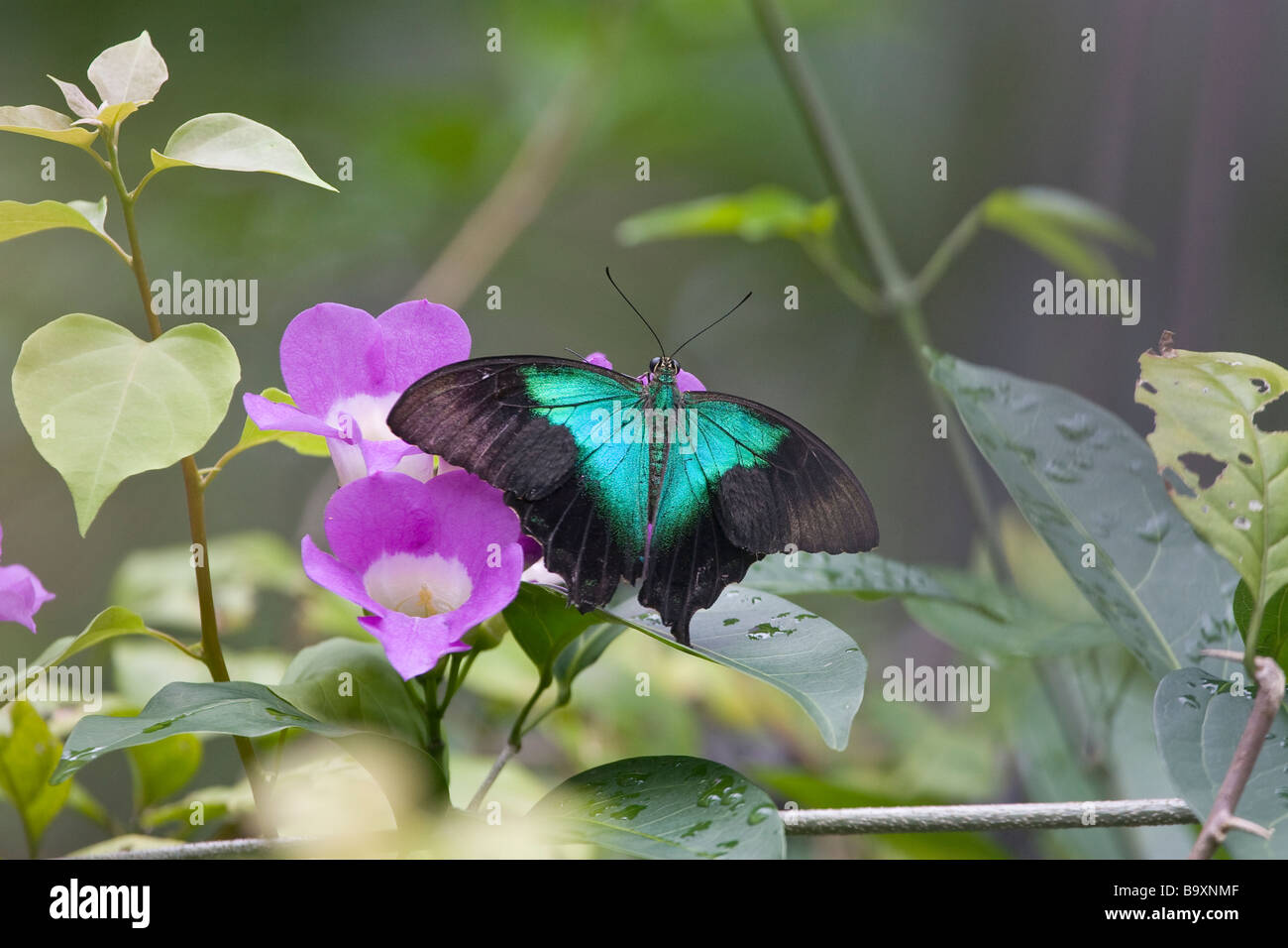 Singapore butterfly park hi-res stock photography and images - Alamy