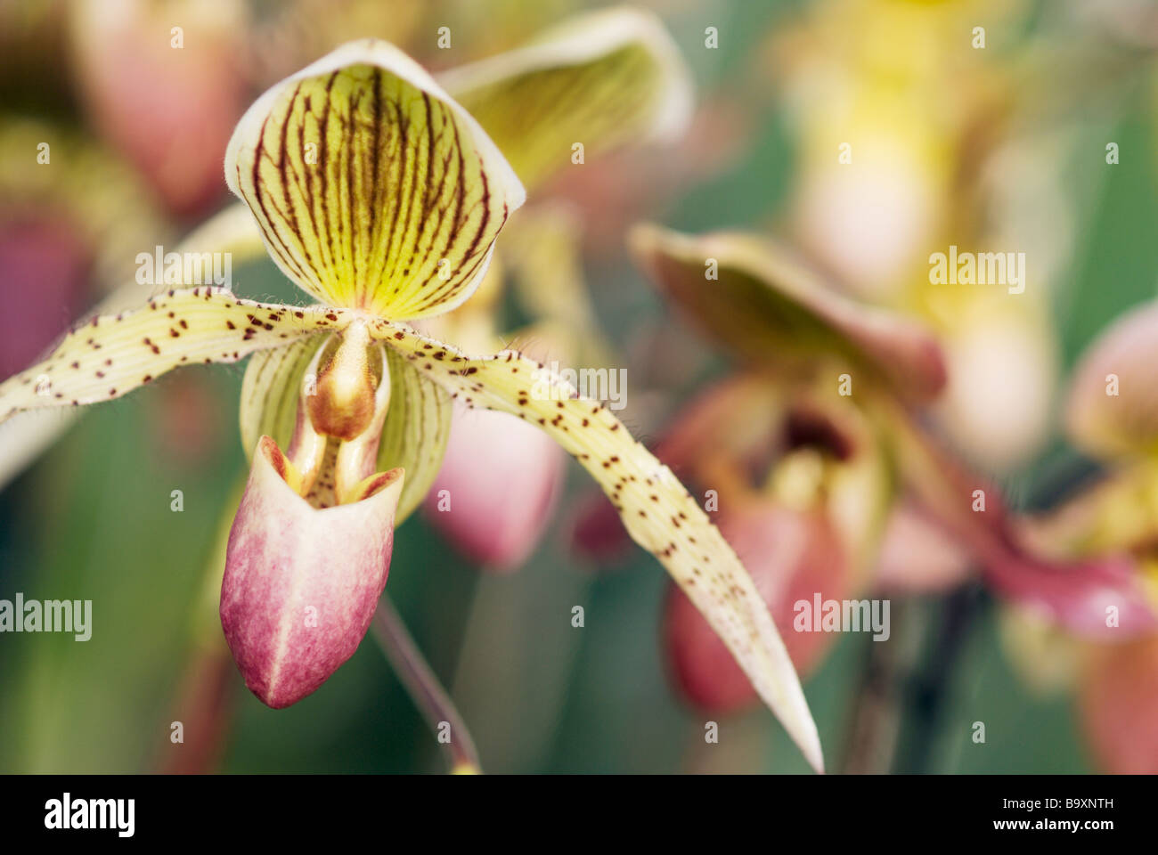 PAPHIOPEDILUM FLOWER Stock Photo