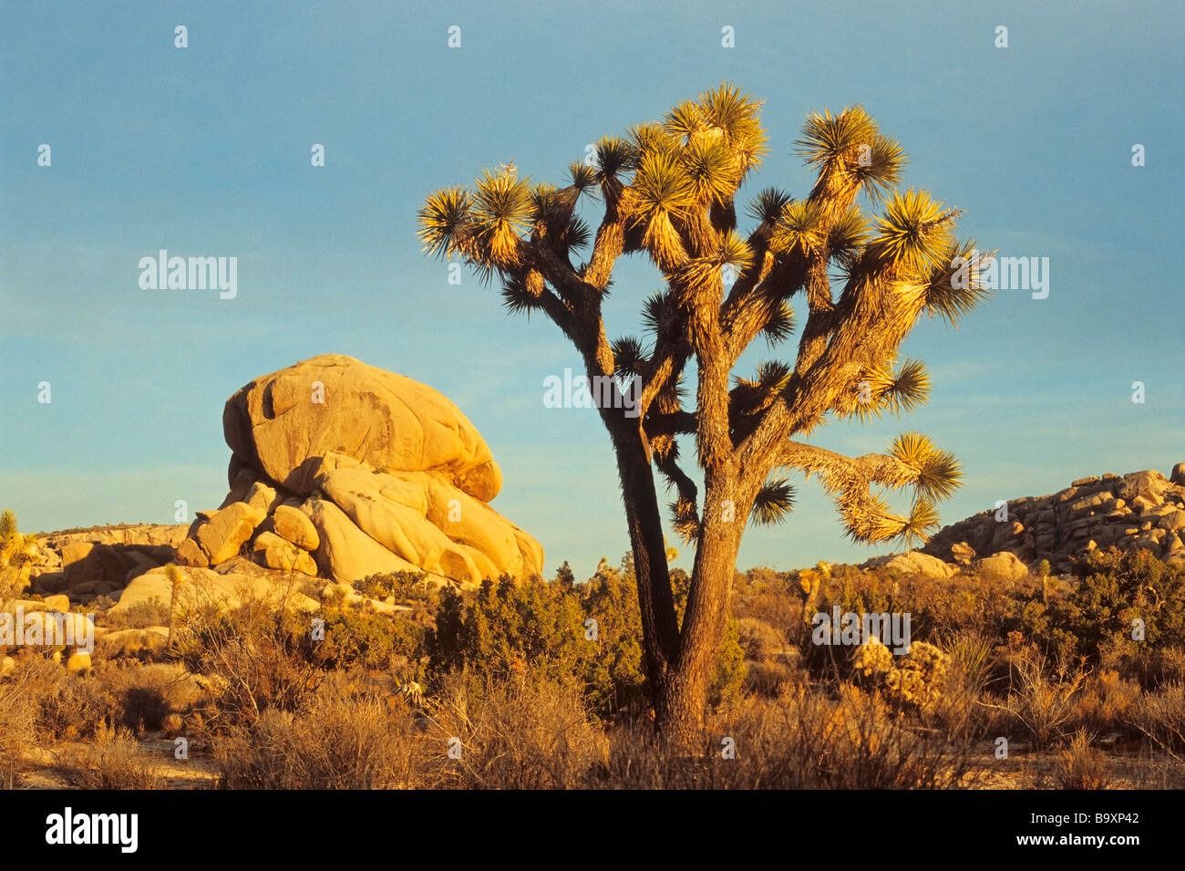 Johsua trees and granite rocks in evening light Joshua Tree National ...