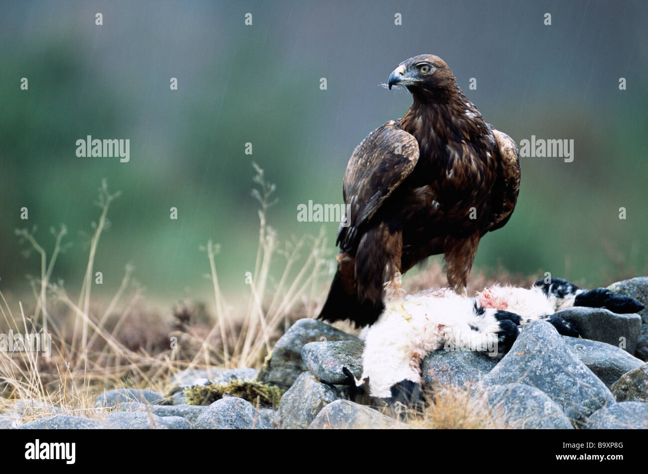 Golden Eagle On Lamb Kill Stock Photo 23330512 Alamy