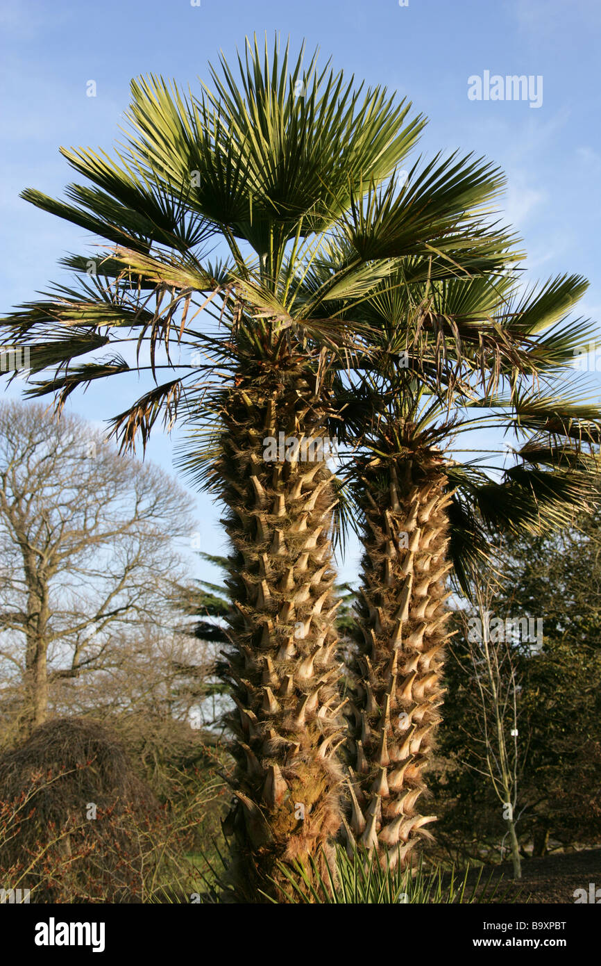 Chusan Palm aka Windmill Palm or Chinese Windmill Palm, Trachycarpus fortunei, Arecaceae, China Stock Photo