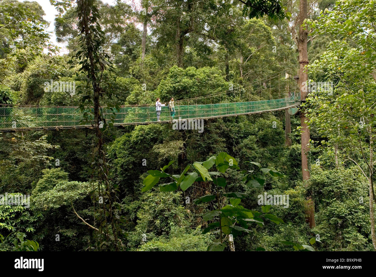 Rainforest Canopy Walkway Danum Valley Conservation Area Sabah Borneo Stock Photo