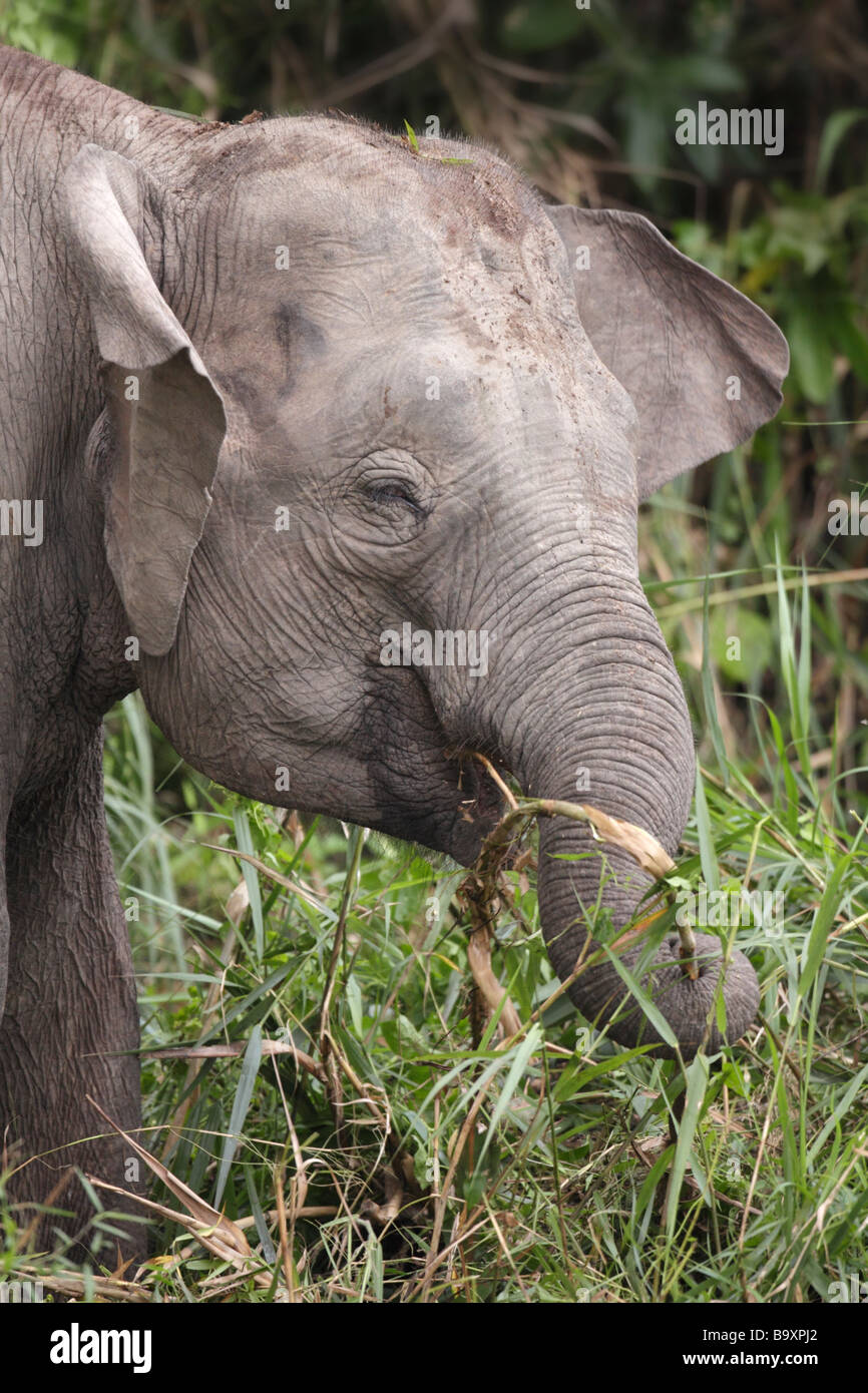Borneon Pygmy Elephant feeding on banks of Kinabatangan River Borneo Stock Photo