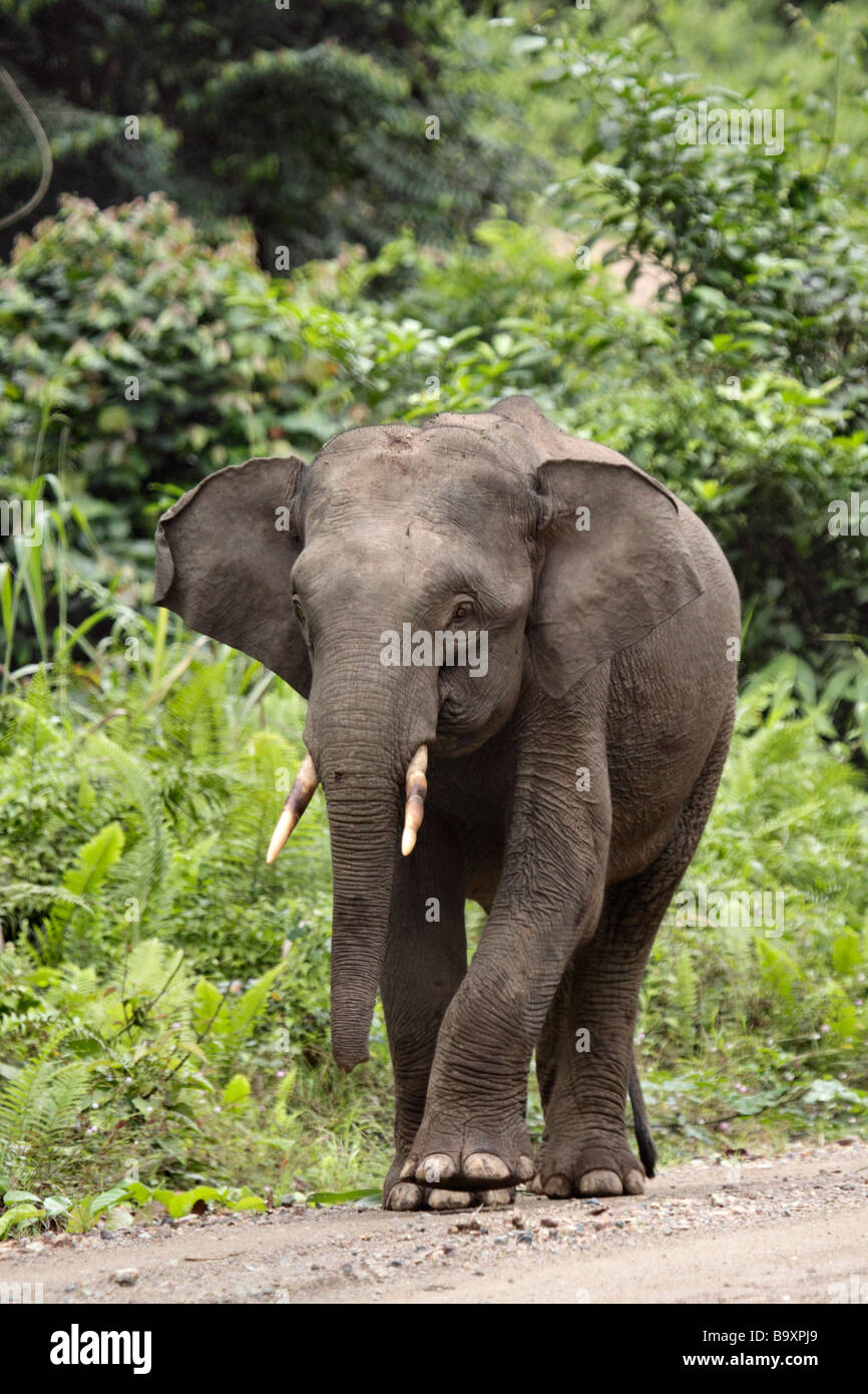 Pygmy elephant hires stock photography and images Alamy