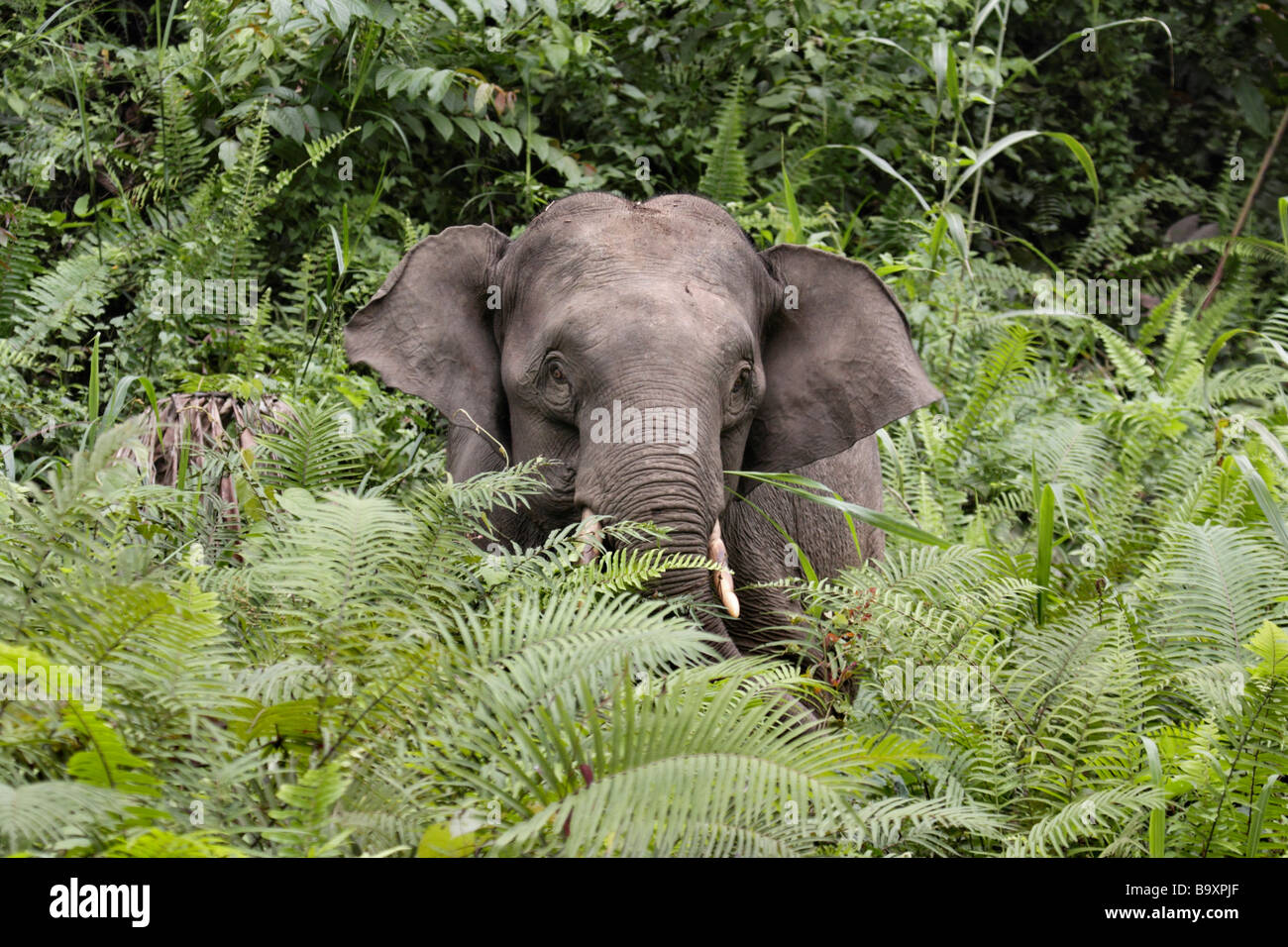 Borneon Pygmy Elephant Elephas maximus borneensis Danum Valley Conservation Area Sabah Borneo Stock Photo