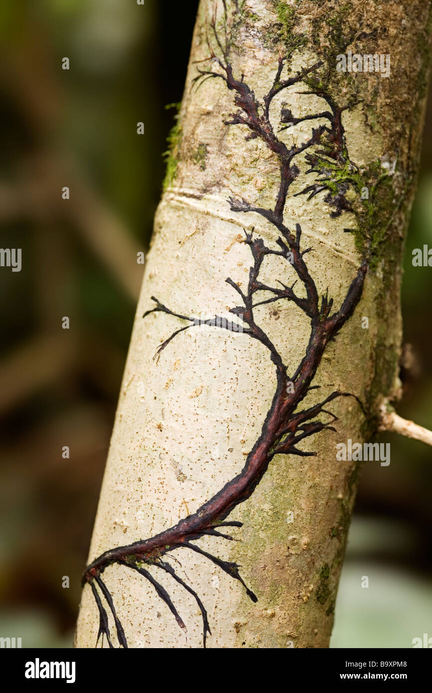 Lichen patterns on rainforest tree trunk Danum Valley Conservation Area ...