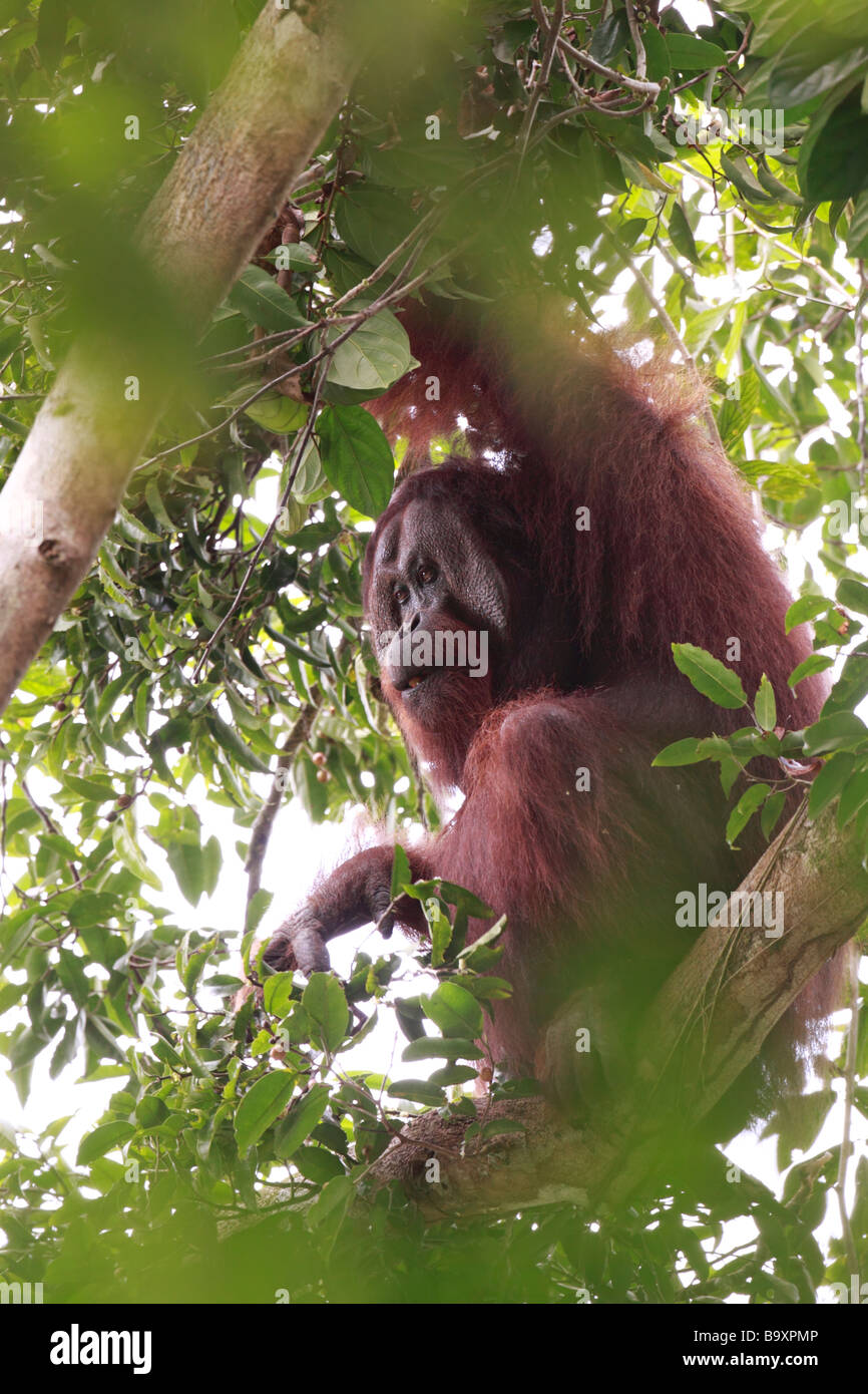 Wild old male orang utan Danum Valley Conservation Area Sabah Borneo Stock Photo