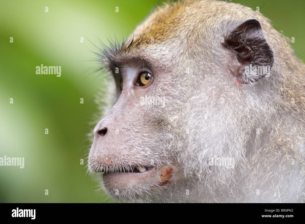 Portrait of a Pig tailed Macaque, Macaca nemestrina, Kabili Sepilok Rainforest Reserve Sabah Borneo Stock Photo