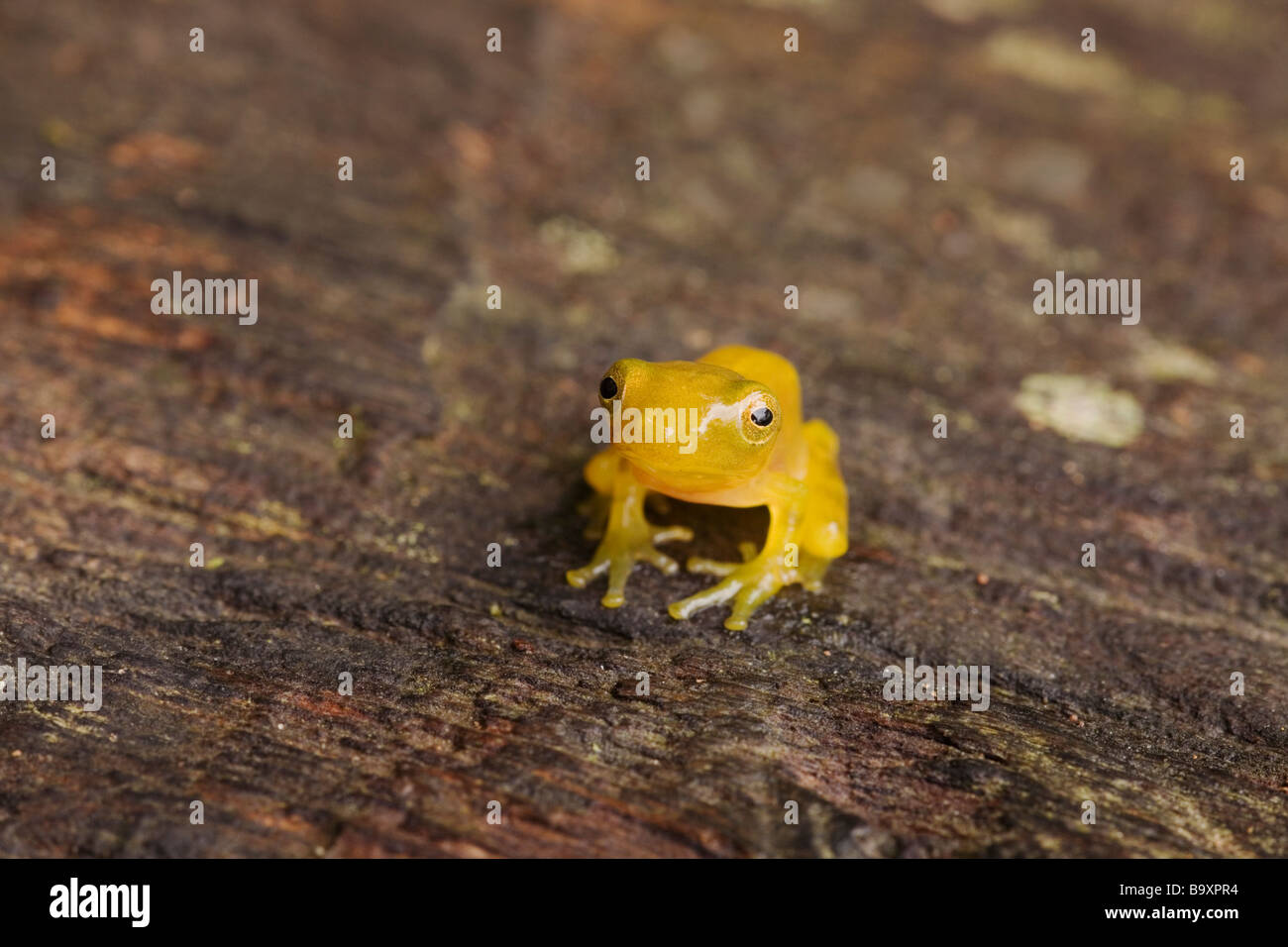 Tiny juvenile tree frog Danum Valley Conservation Area Sabah Borneo Stock Photo
