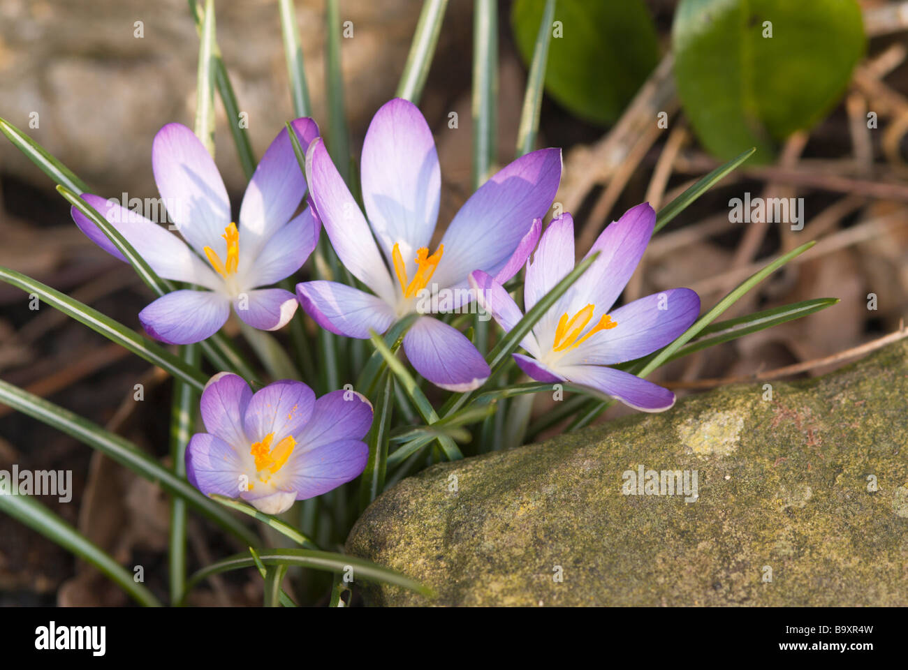 Crocus Among Rocks Crocus tommasinianus rock hi-res stock photography and images - Alamy