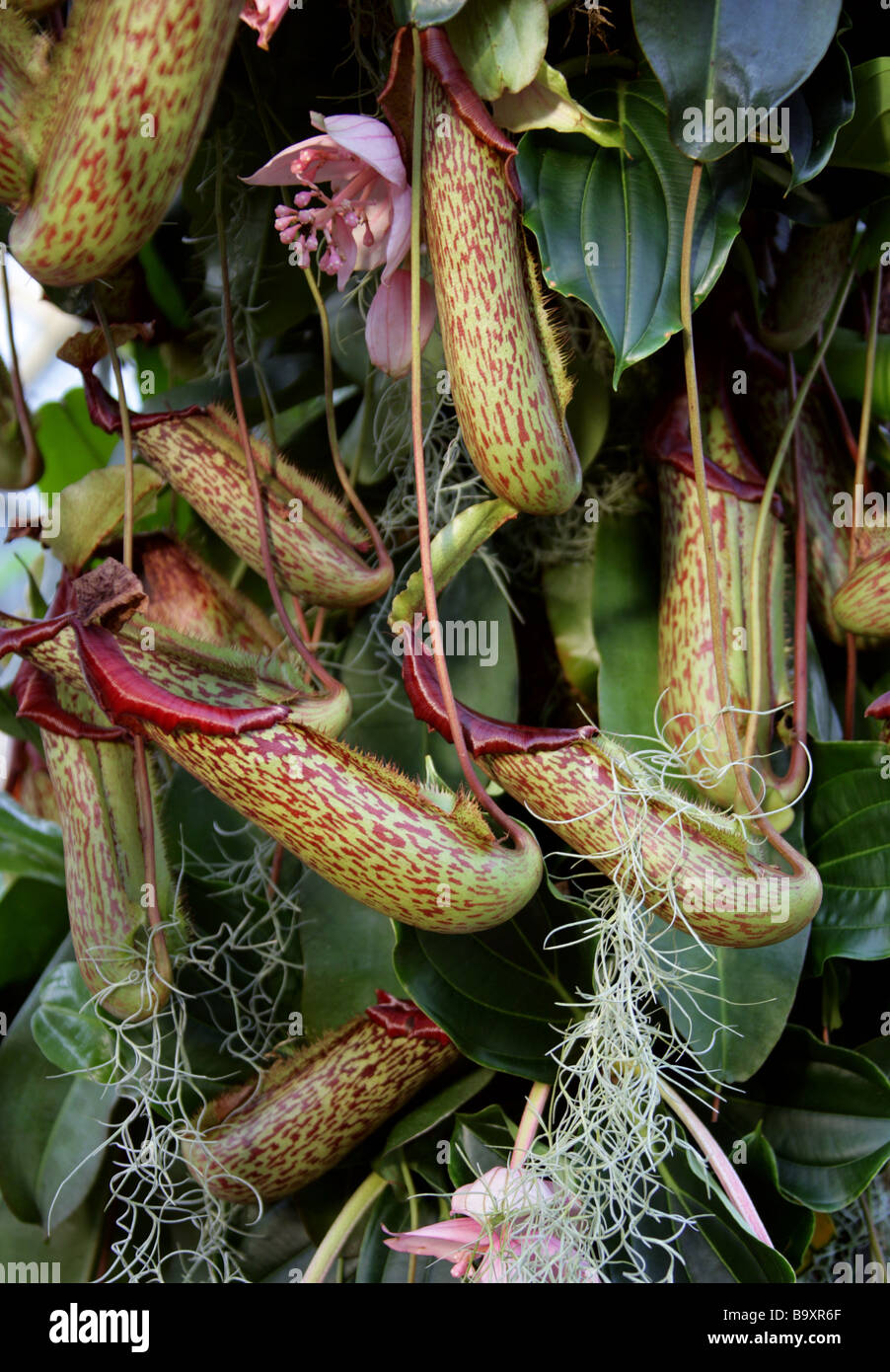 Tropical Pitcher Plants or Monkey Cups, Carnivorous Pitcher Plant, Nepenthes 'Miranda', Nepenthaceae, Philippines Stock Photo