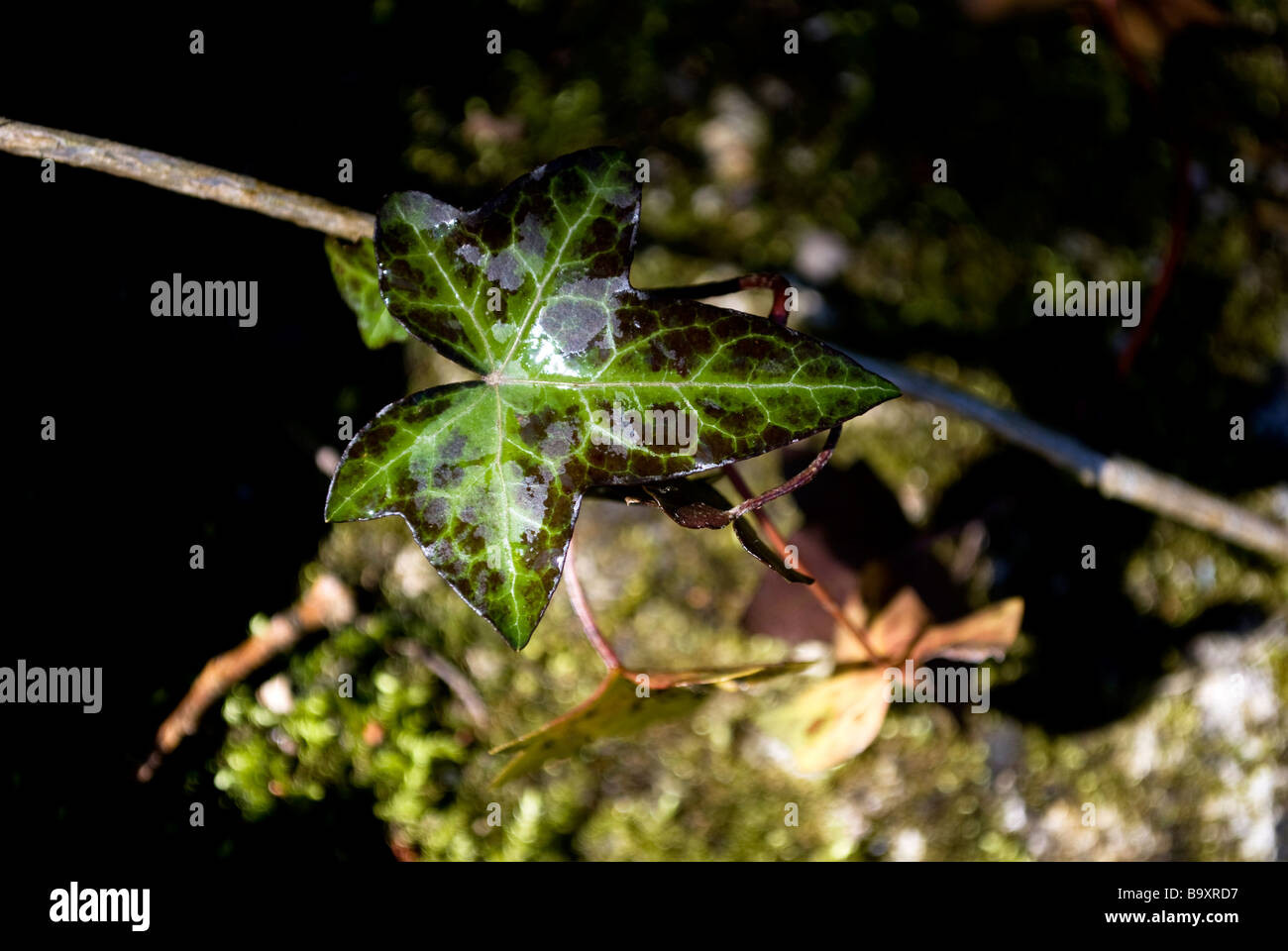 Ivy Leaf Stock Photo