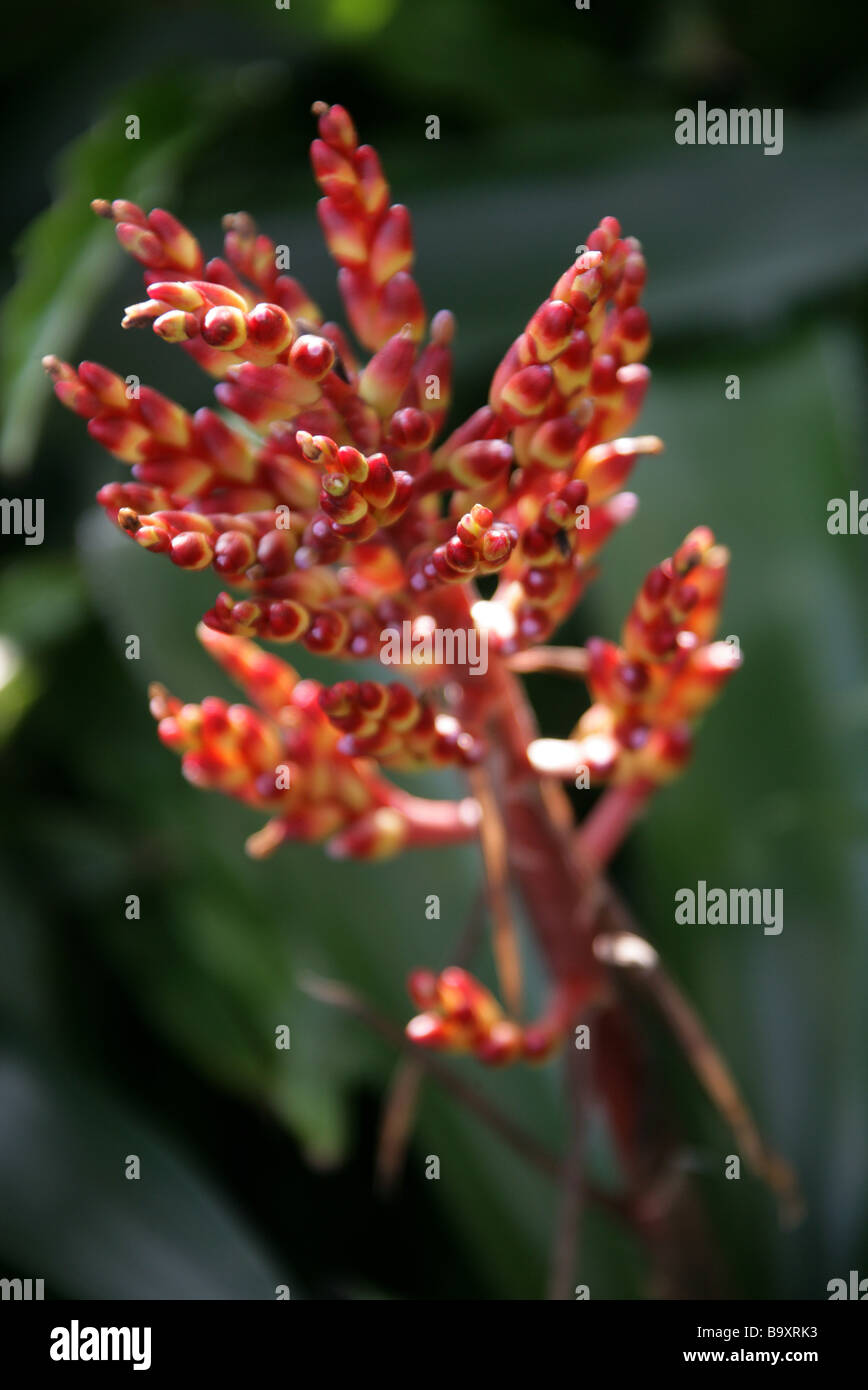Aechmea miniata, Bromeliad, Bromeliaceae. Native to  Bahia in eastern Brazil Stock Photo