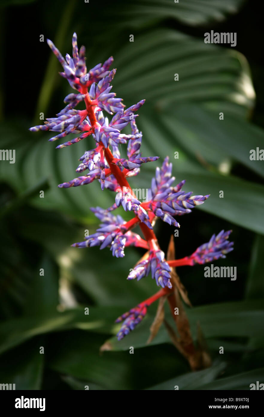 Blue Tango Bromeliad 'Del Mar', Aechmea Cultivar, Bromeliaceae Stock Photo