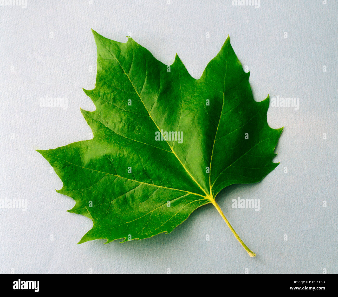 Maple leaf hi-res stock photography and images - Alamy