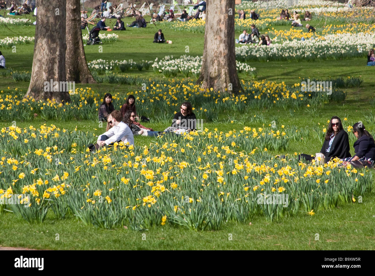 People sitting amongst daffodils in Green Park. London, England, UK Stock Photo