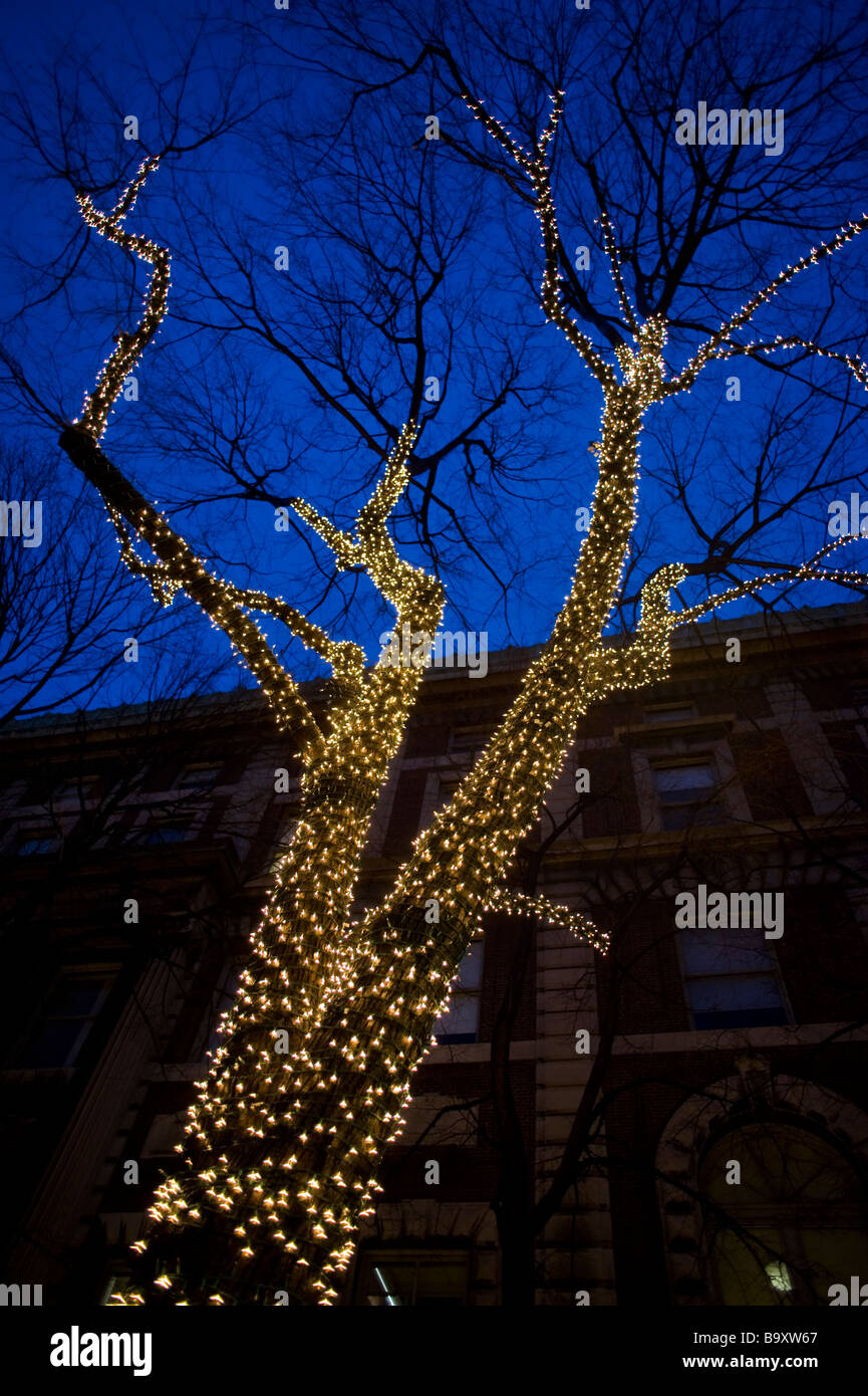 Christmas lights on a tree in the Columbia University campus. Manhattan