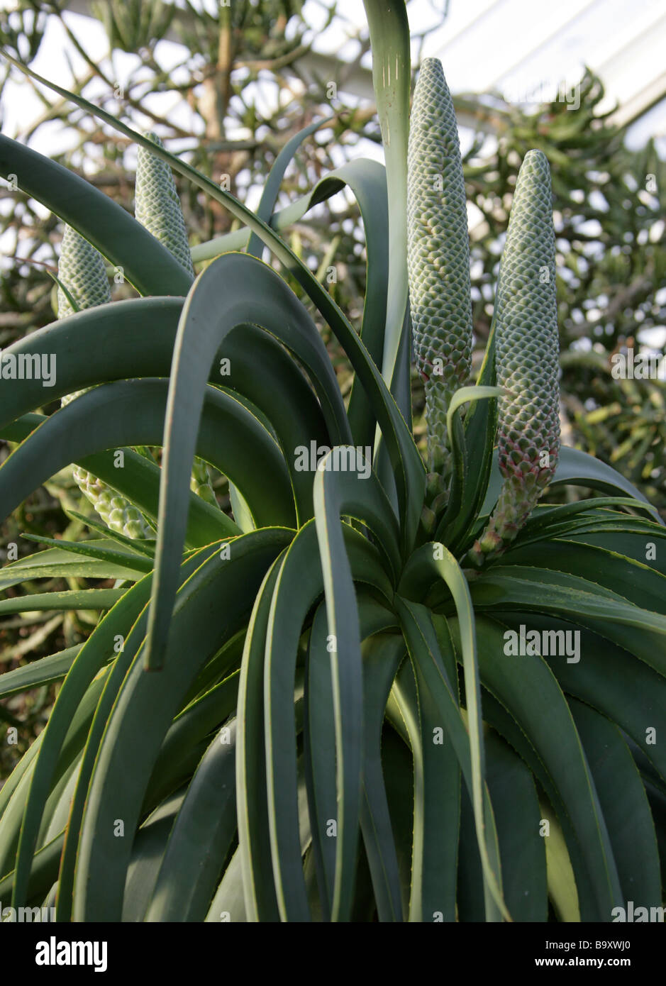 Aloe speciosa, Asphodelaceae, South Africa Stock Photo