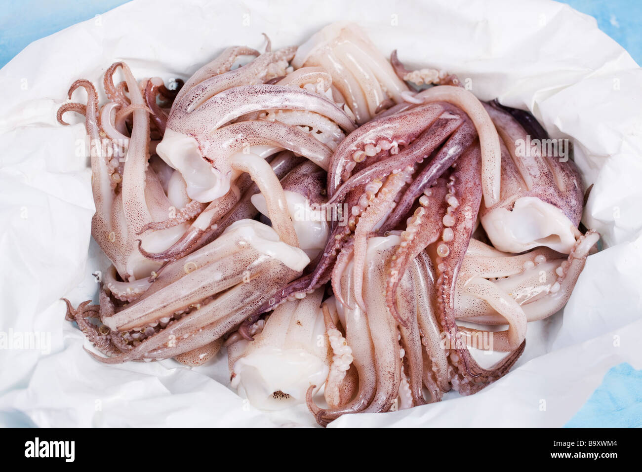 Fresh uncooked squid heads Stock Photo - Alamy
