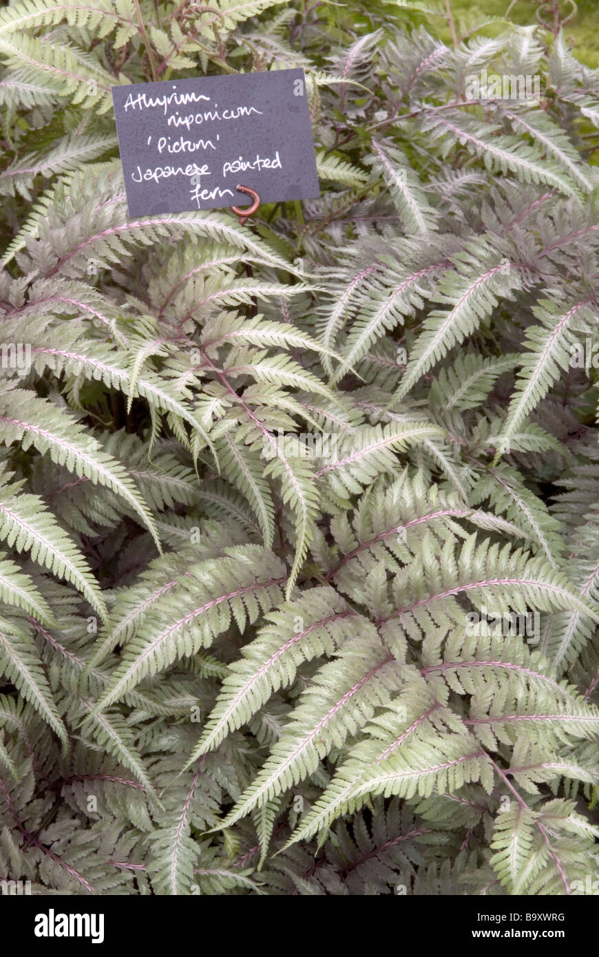 Athyrium nipponicum 'Pictum'; Japanese painted fern. Stock Photo