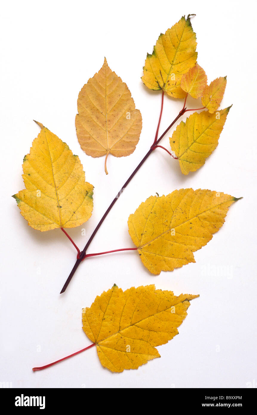 maple , Acer davidii autumn leaves Stock Photo