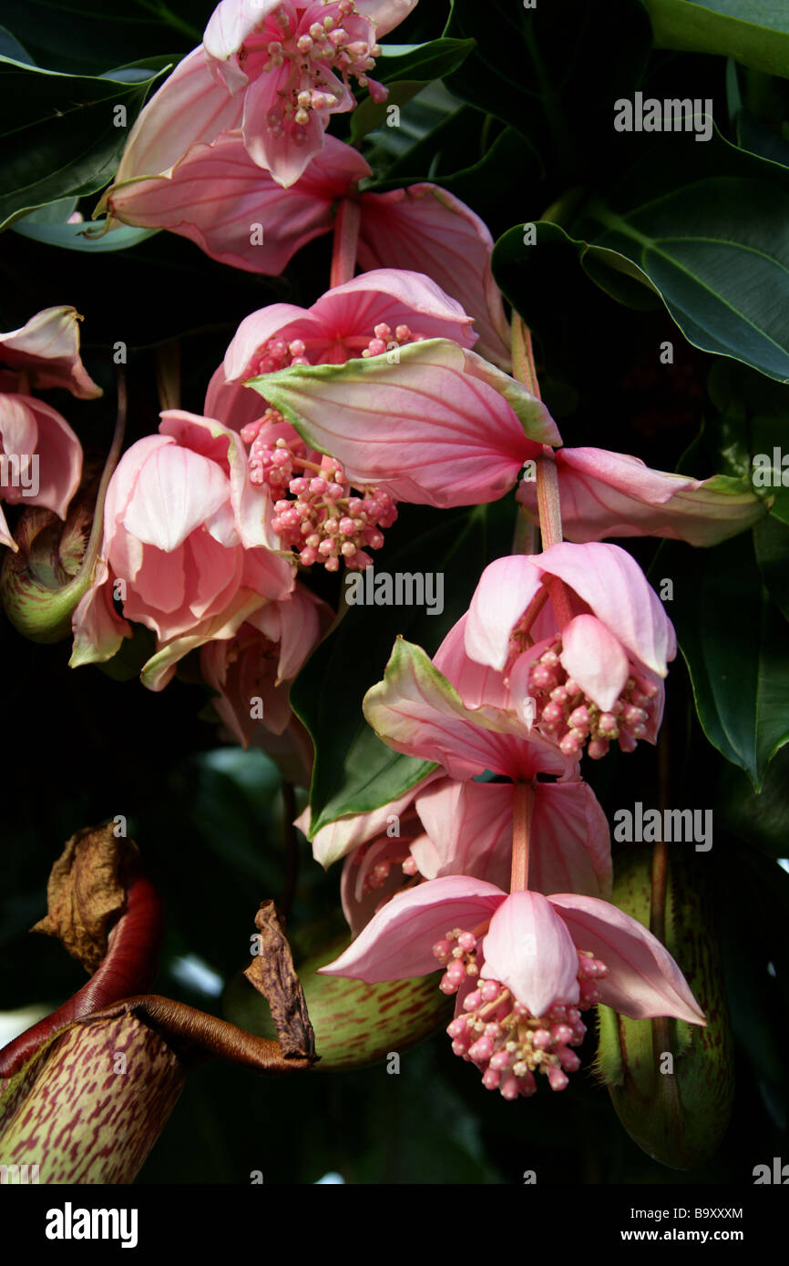 Medinilla magnifica and Tropical Pitcher Plants or Monkey Cups, Nepenthes 'Miranda', Philippines Stock Photo