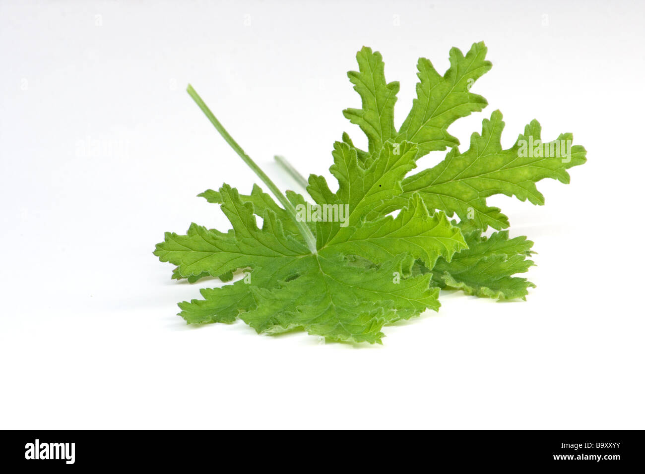 Rose Geranium leaves Stock Photo Alamy