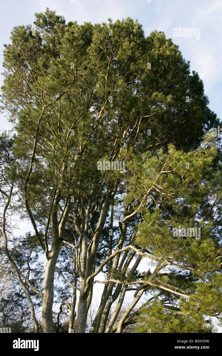 Lacebark Pine, Pinus bungeana, Pinaceae, China Stock Photo