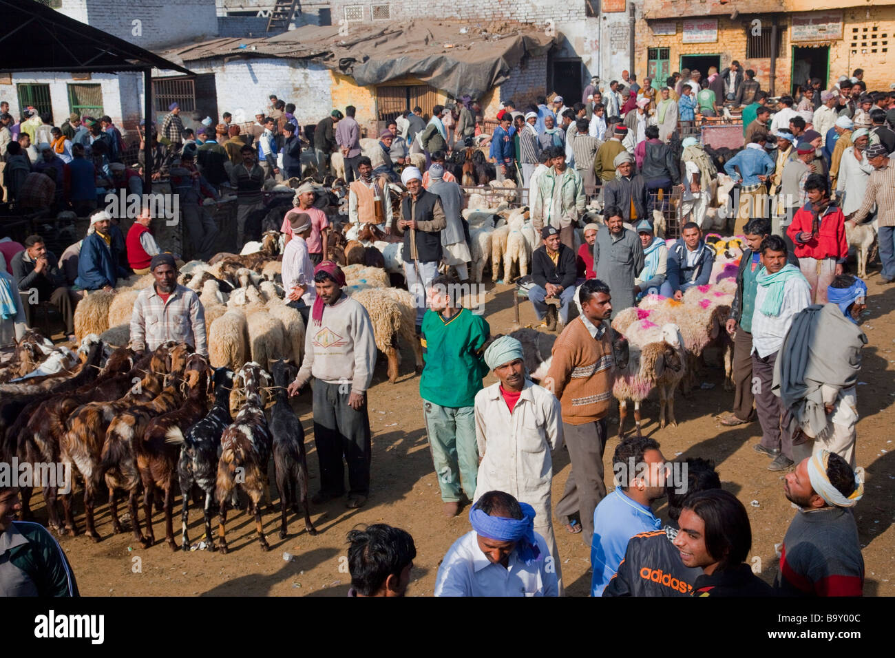 Livestock at the Meat Market in Delhi India Stock Photo Alamy