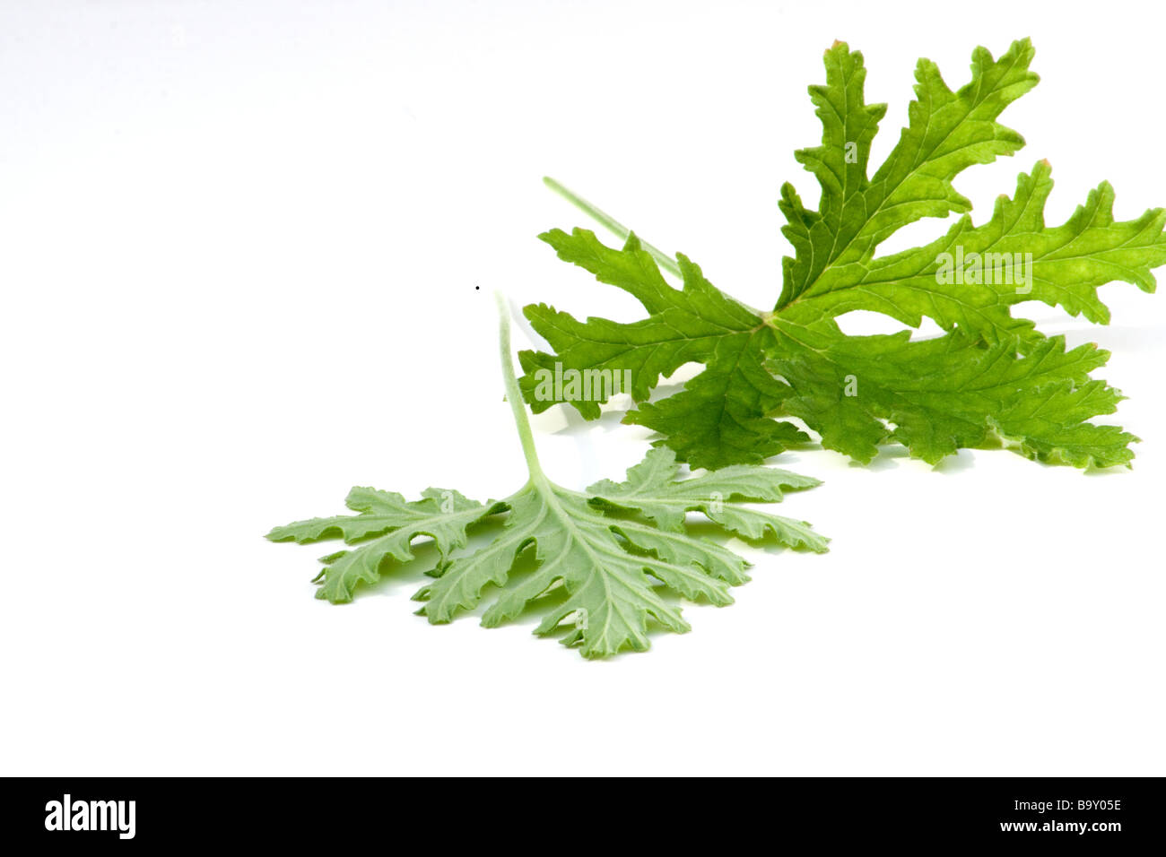 Rose Geranium leaves Stock Photo Alamy