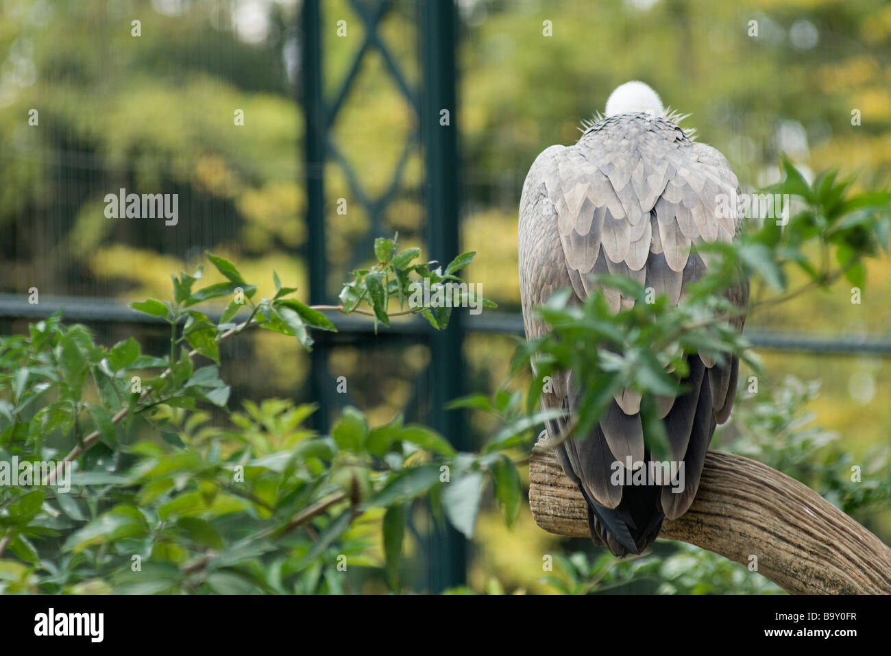 Vulture perched on branch, rear view Stock Photo