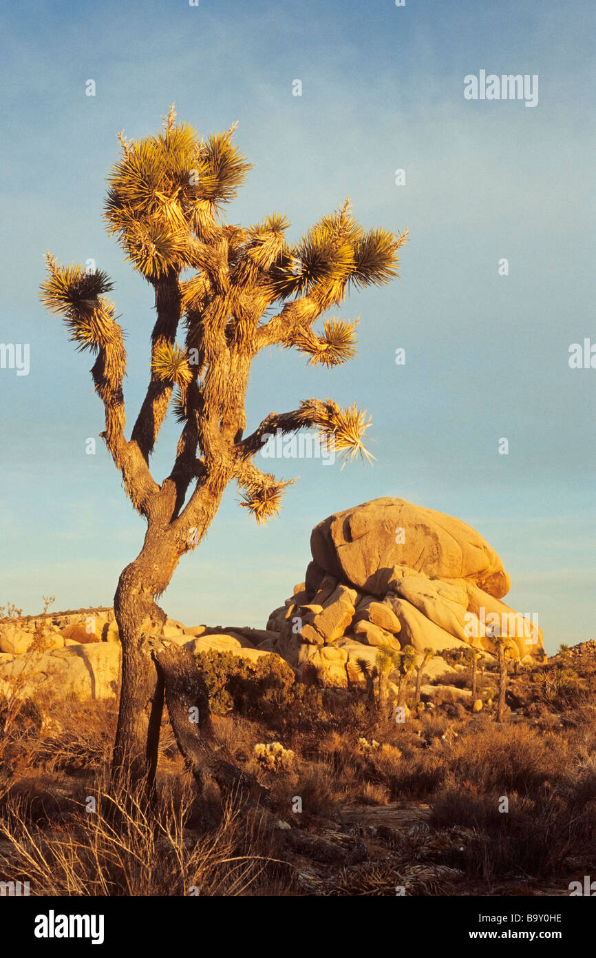 Johsua trees and granite rocks in evening light Joshua Tree National ...