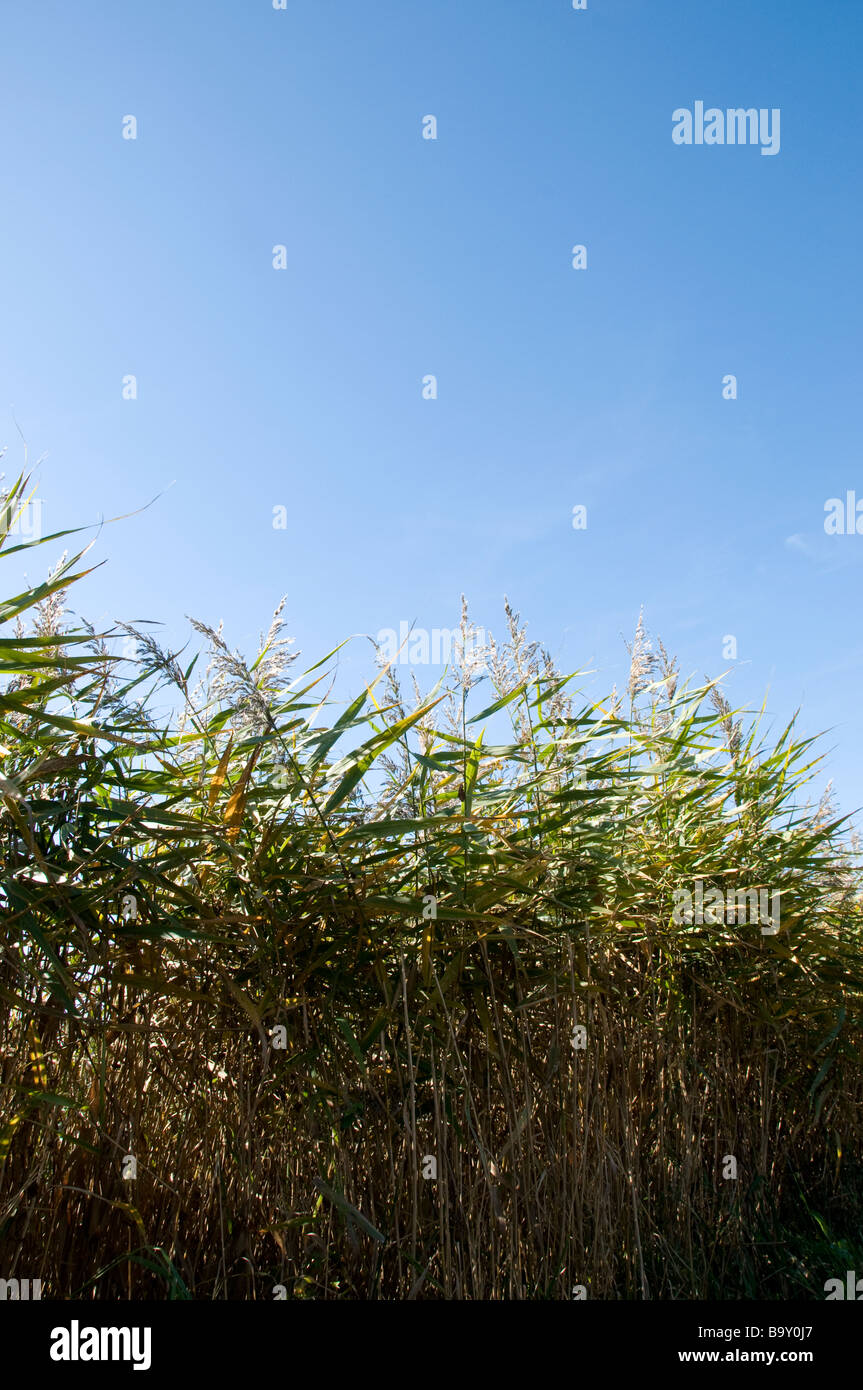 Wild long grass field in English countryside with blue sky Stock Photo