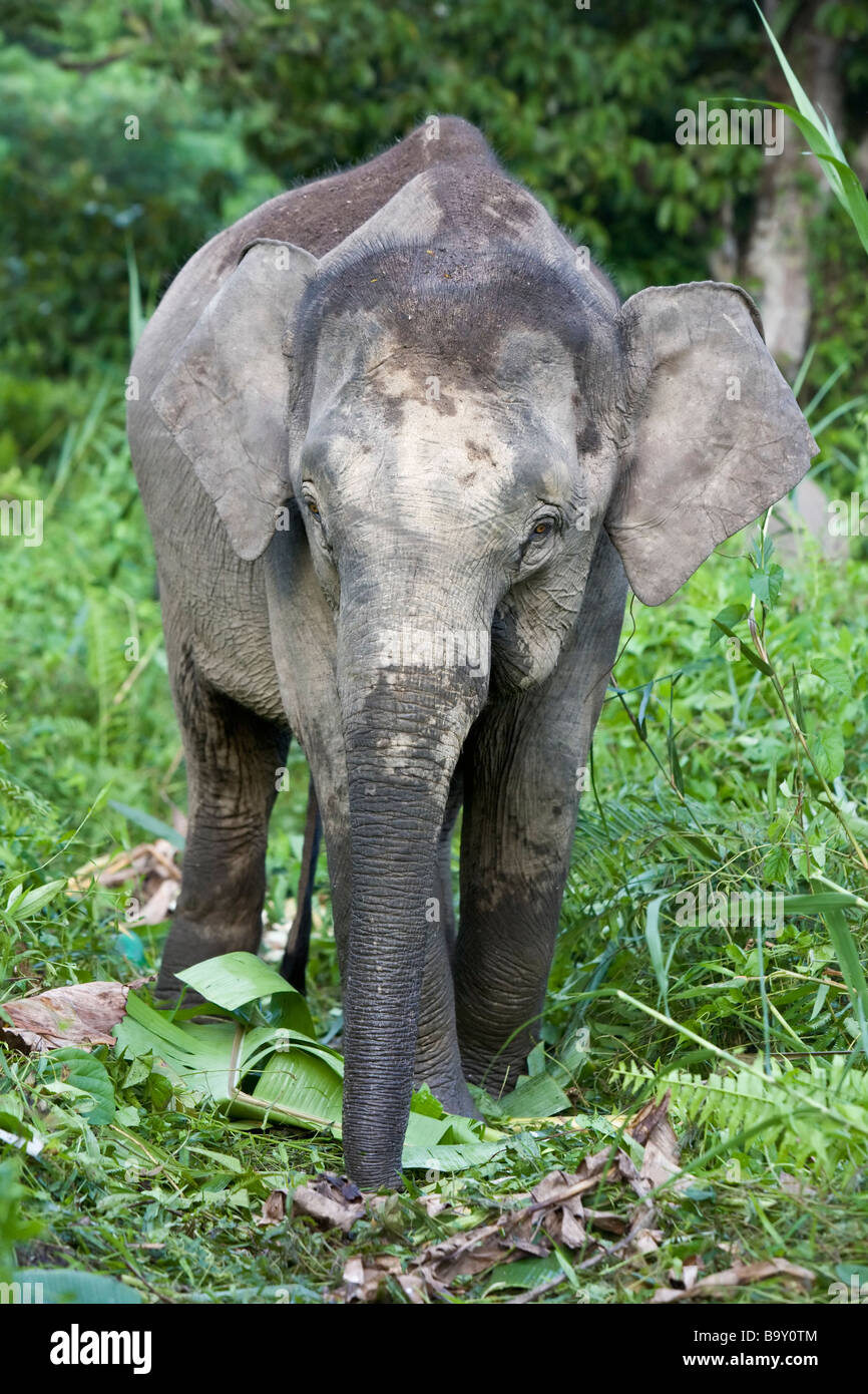 Pygmy Elephant (Elephas maximus borneensis) baby exploring in the