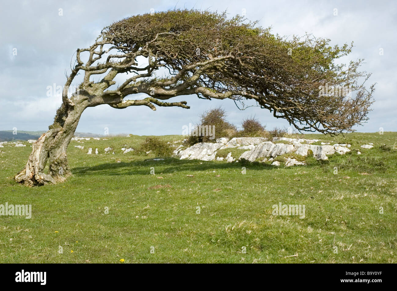 Wind blown hawthorn tree in Cumbria, England Stock Photo