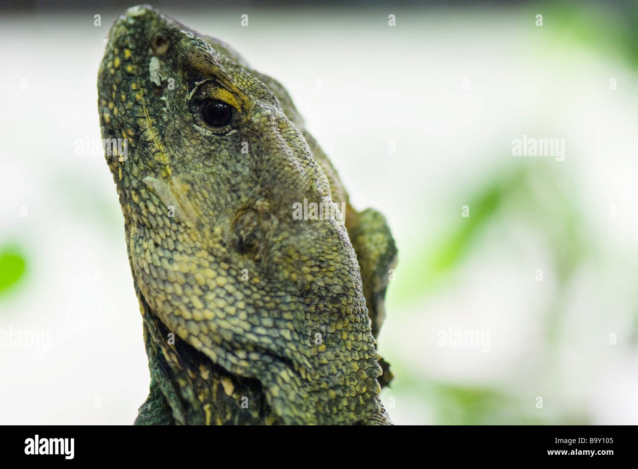 Frill-necked lizard (Chlamydosaurus kingii) close-up Stock Photo