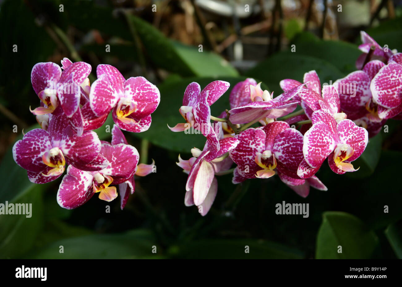 Moth Orchid Phalaenopsis Hybrid Cultivar Orchidaceae Stock Photo