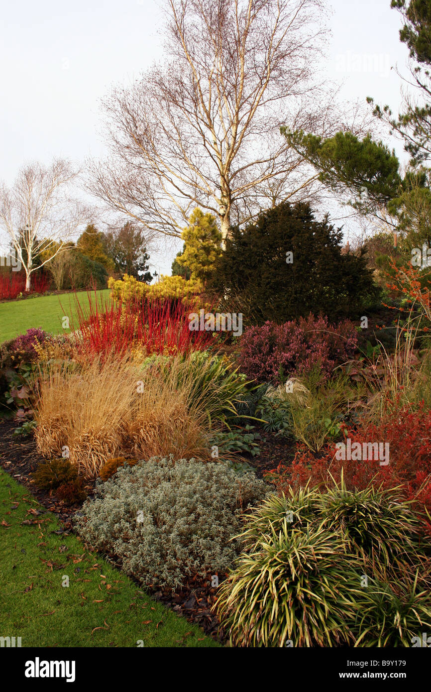 A WINTER BORDER WITH COLOURFUL CORNUS DOGWOODS AND OTHER SHRUBS. RHS HYDE HALL ESSEX UK Stock Photo