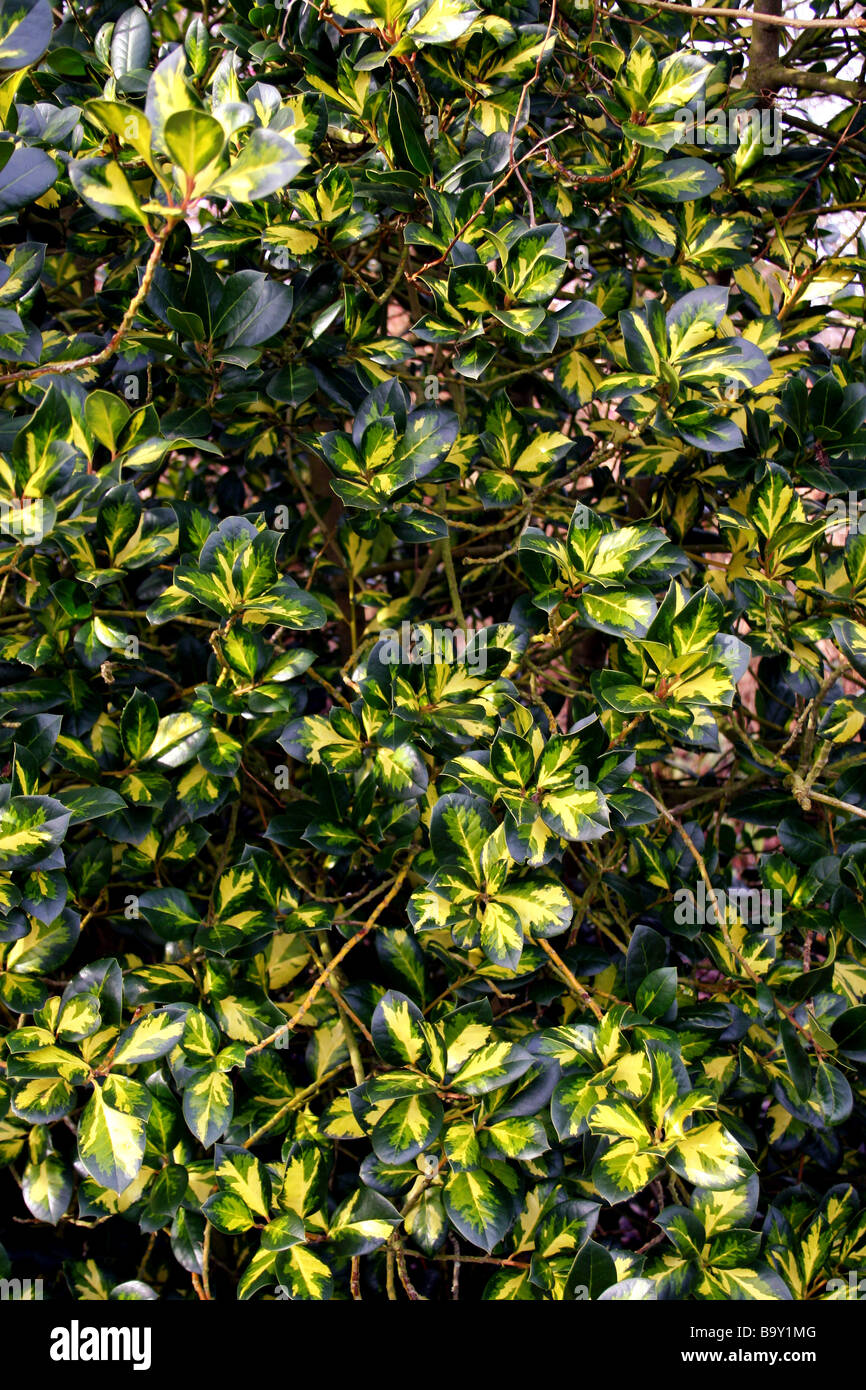 ILEX ALTACLERENSIS LAWSONIANA. HOLLY Stock Photo