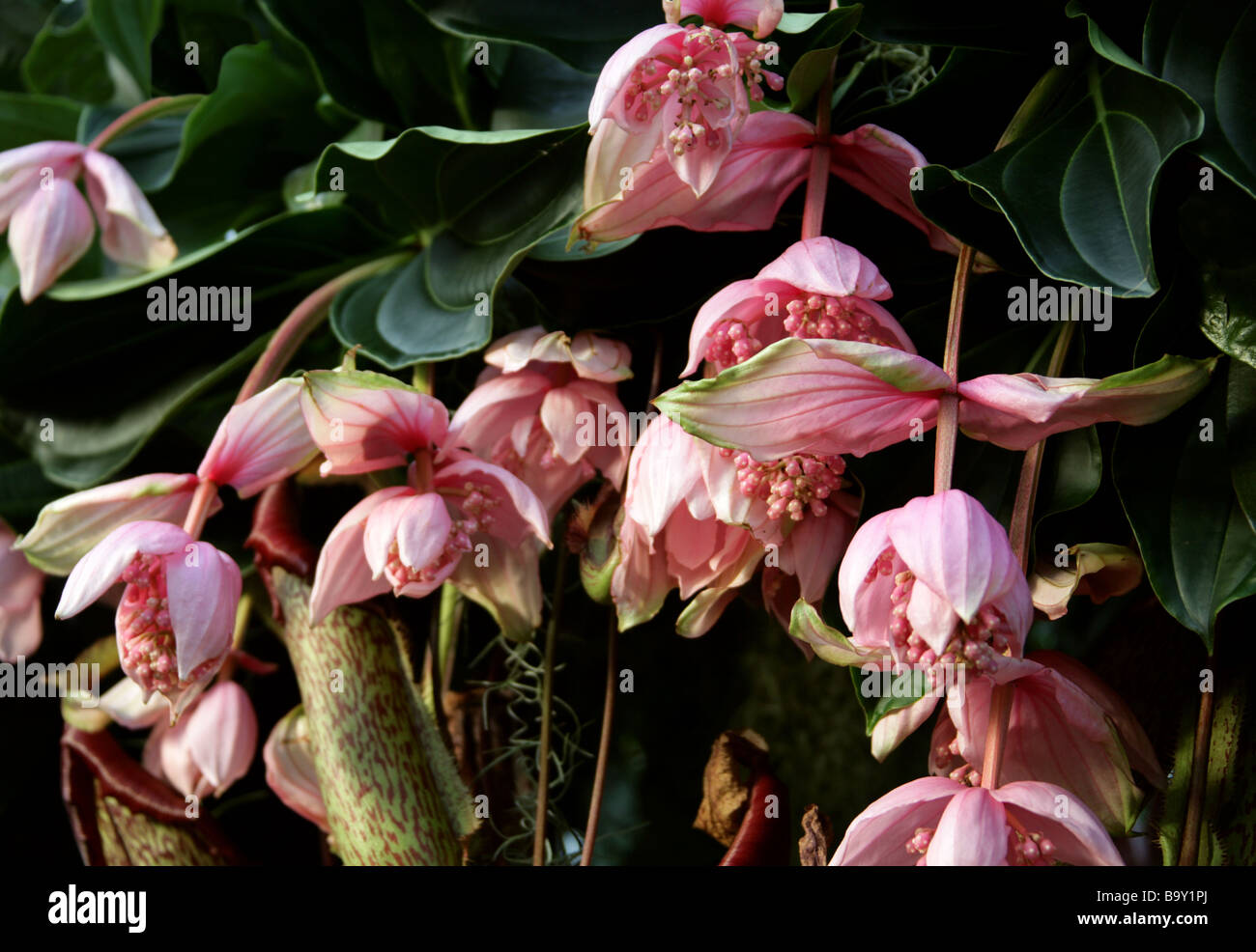 Medinilla magnifica and Tropical Pitcher Plants or Monkey Cups, Nepenthes 'Miranda', Philippines Stock Photo