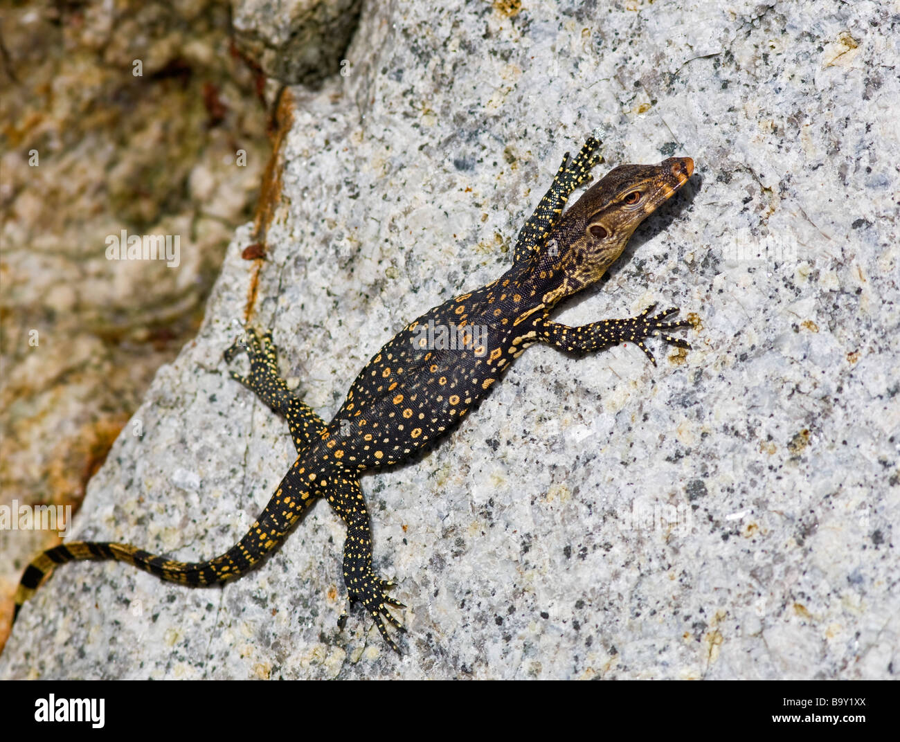 Monitor Lizard (Varanus niloticus) baby climbs boulder Borneo Malaysia Stock Photo